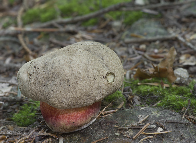 Boletus calopus